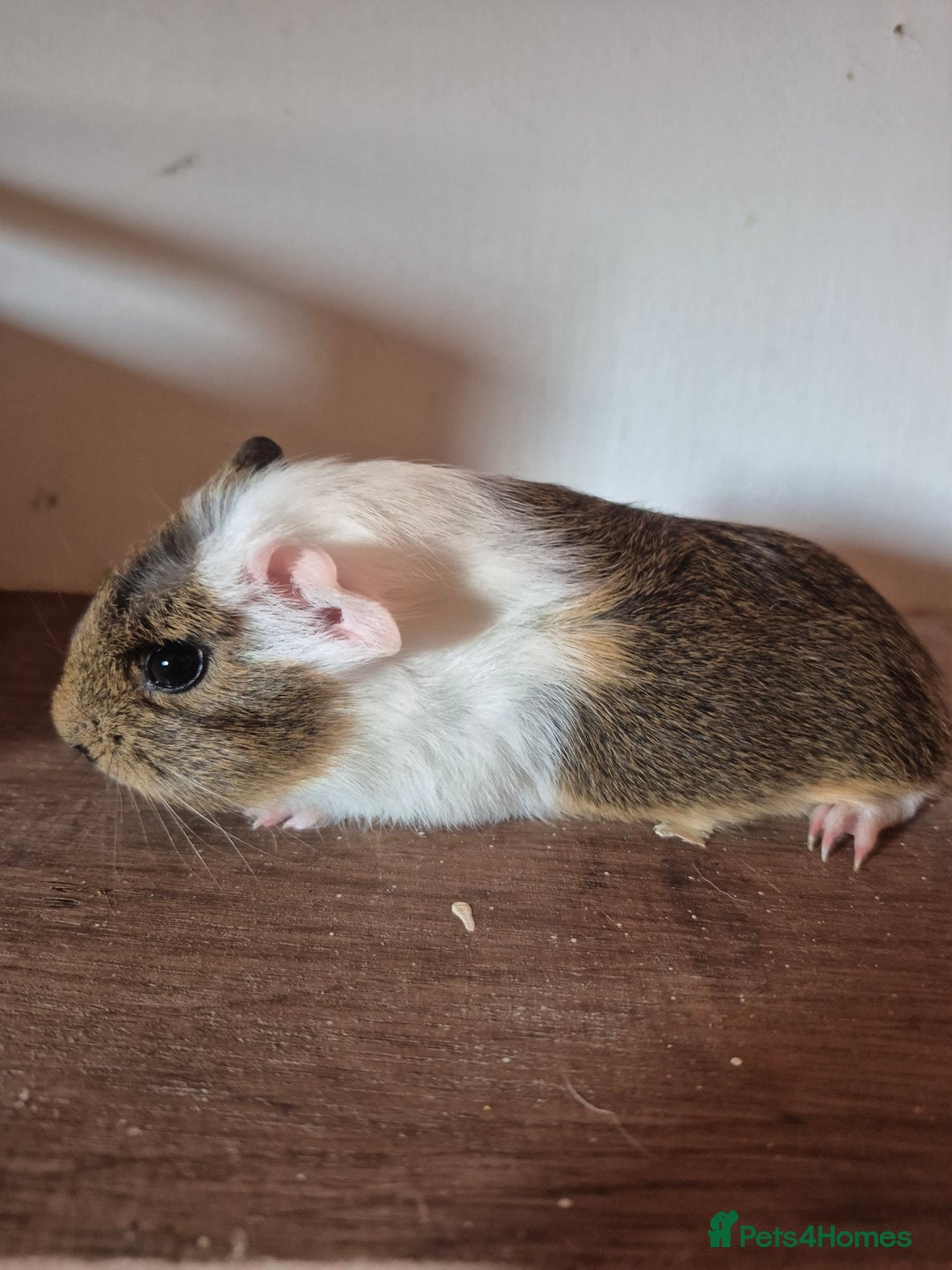 Guinea Pig rodents for sale: Piggies ready to go! - Image 5