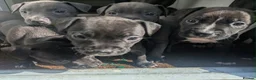 Staffordshire Bull Terrier dogs for sale: Stunning original black/blue Staff pups *rare* - Advert 2