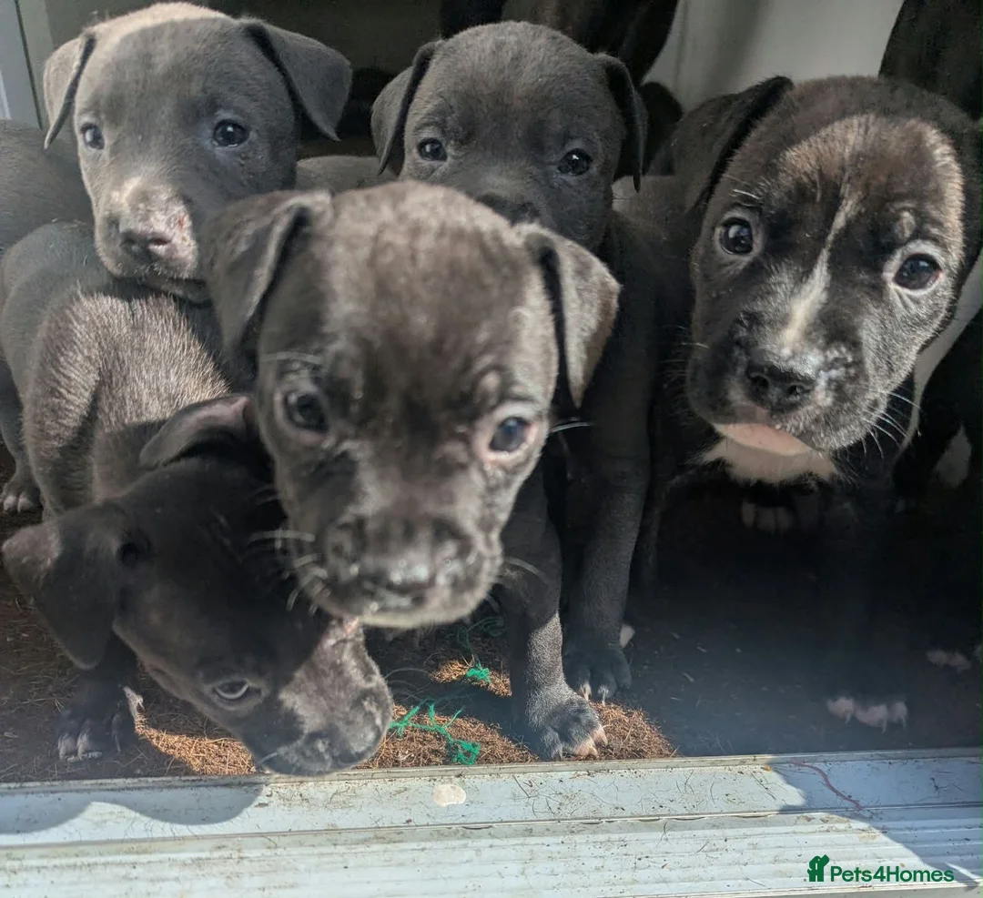 Staffordshire Bull Terrier dogs for sale: Stunning original black/blue Staff pups *rare* - Advert 2