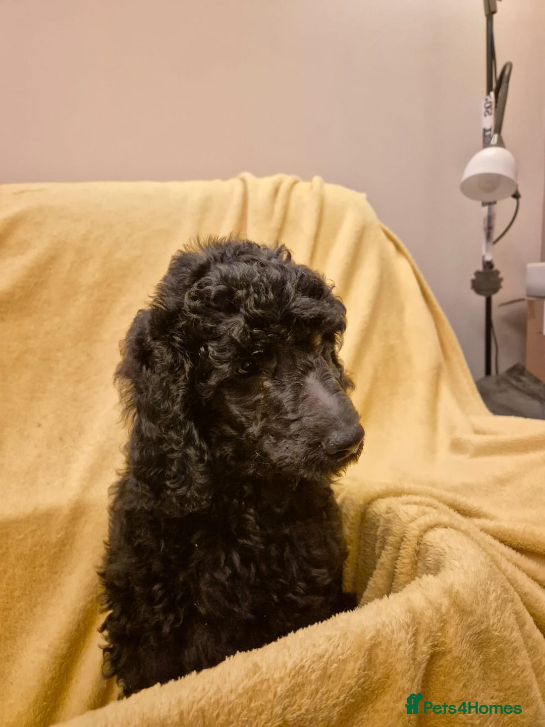 Standard Poodle dogs for sale: outstanding litter of standard poodle pups - Advert 13