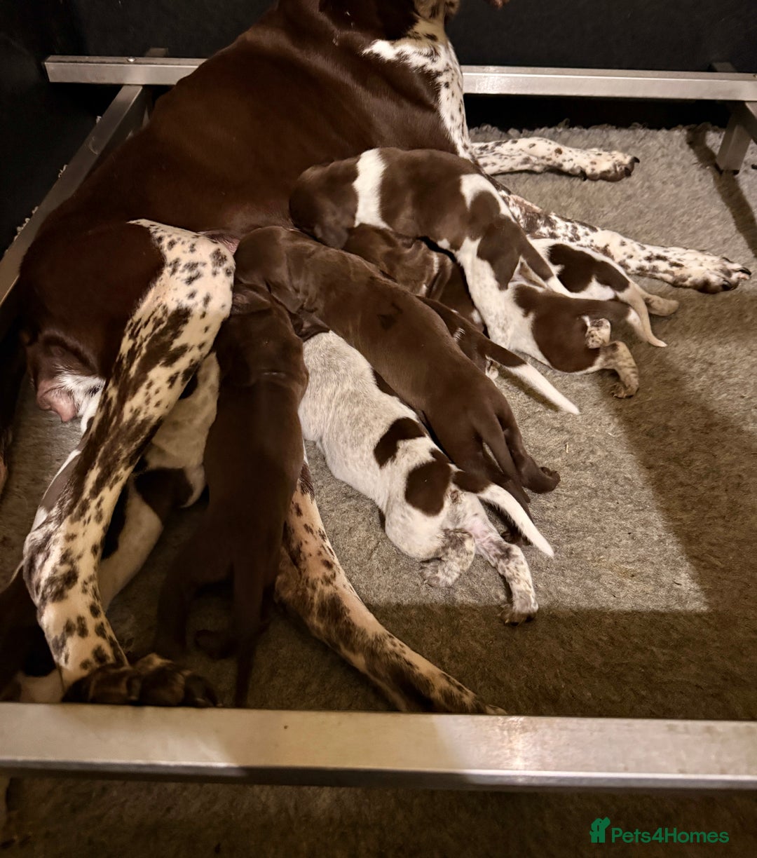 German Shorthaired Pointer dogs for sale: KC Reg GSP Pups Health Tested Parents - Advert 3