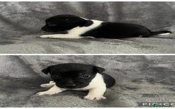 Jack Russell dogs for sale: 7 jack Russel puppies  - Image 9