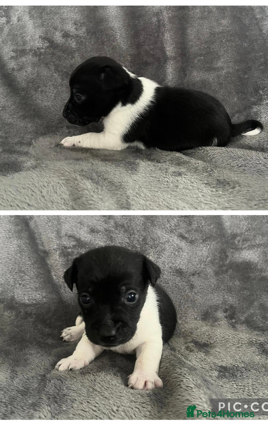 Jack Russell dogs for sale: 7 jack Russel puppies  - Image 9
