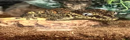 Gecko reptiles for sale: Gargoyle gecko  in Newark - Advert 1
