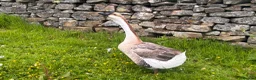 Geese poultry for sale: African Gander for sale - Advert 2