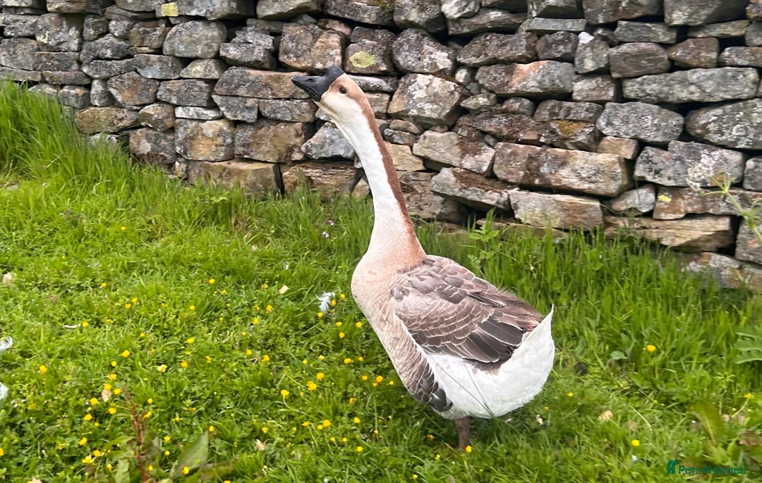 Geese poultry for sale: African Gander for sale - Advert 2