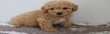 Cavapoo Puppy 1
