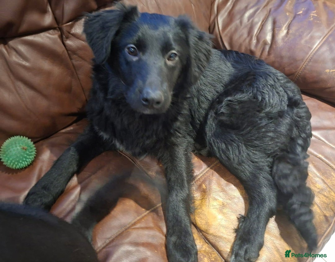 Mixed Breed dogs for adoption: Tara - North Walsham Norfolk  - Advert 6
