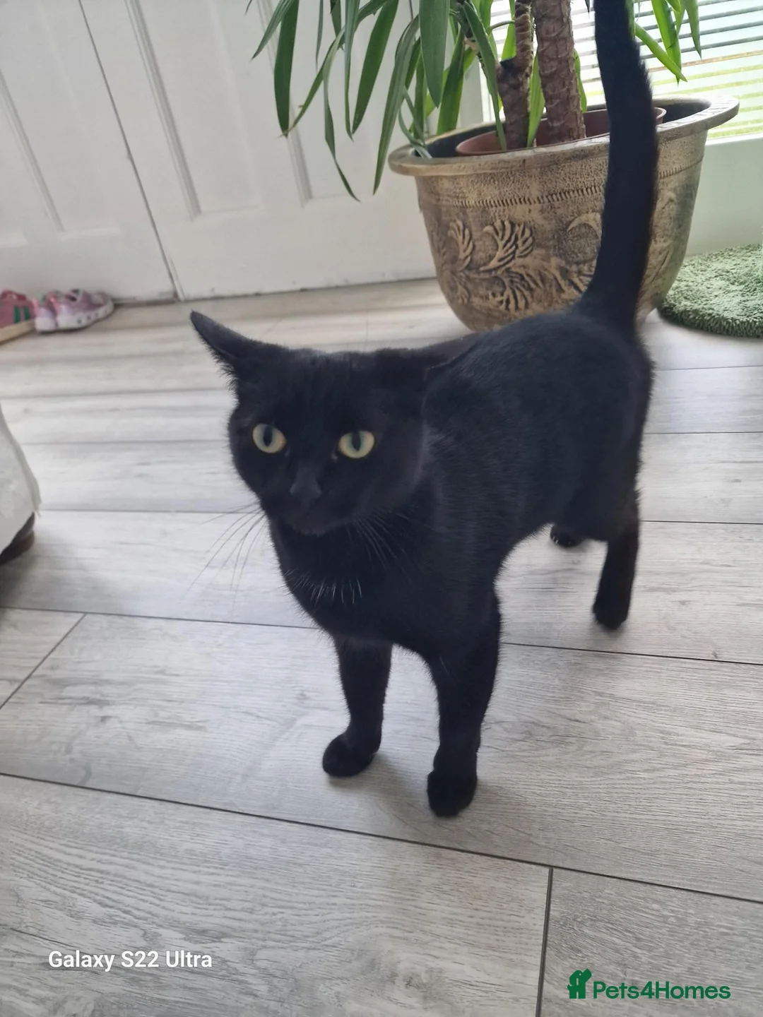 Bombay cats for sale: Gorgeous female cat Mila looking for forever home in Dundee - Advert 4