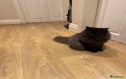 Persian cats for sale: Please read Pure male Persian kittens for sale  - Image 6