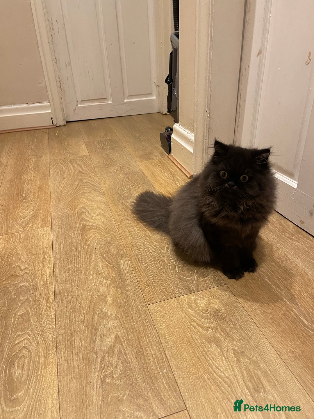 Persian cats for sale: Please read Pure male Persian kittens for sale  - Image 6