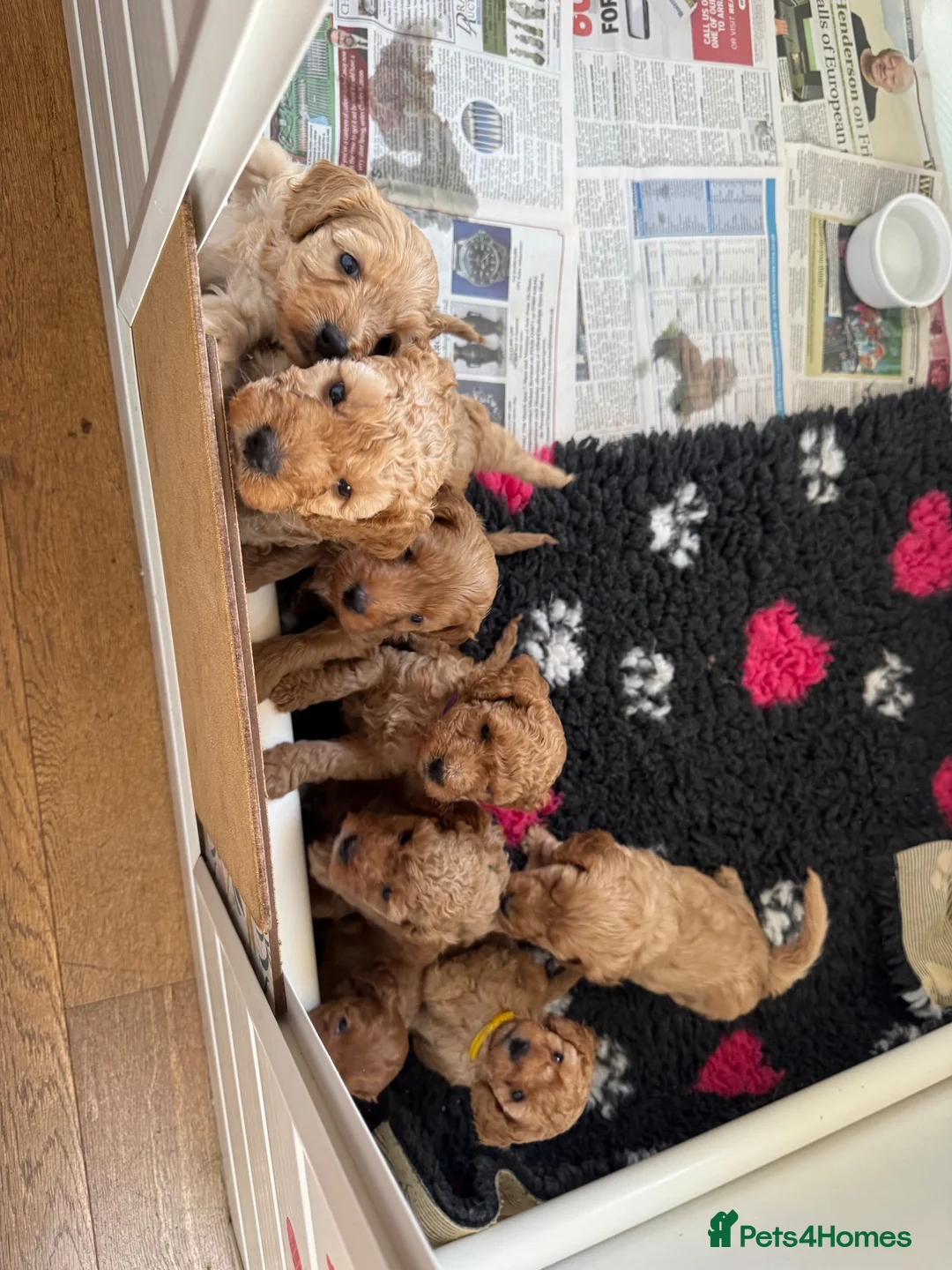 Cockapoo dogs for sale: Cockapoo (F1b) - Advert 2