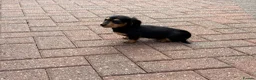 Miniature Dachshund dogs for sale: Long Haired - READY NOW. - Advert 17