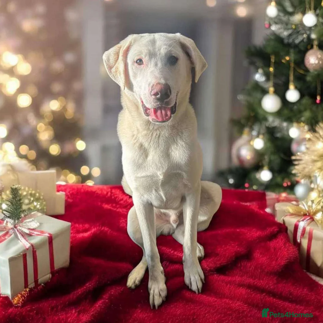 Mixed Breed dogs for adoption: DOUGIE - Like a Large Labrador - Advert 20