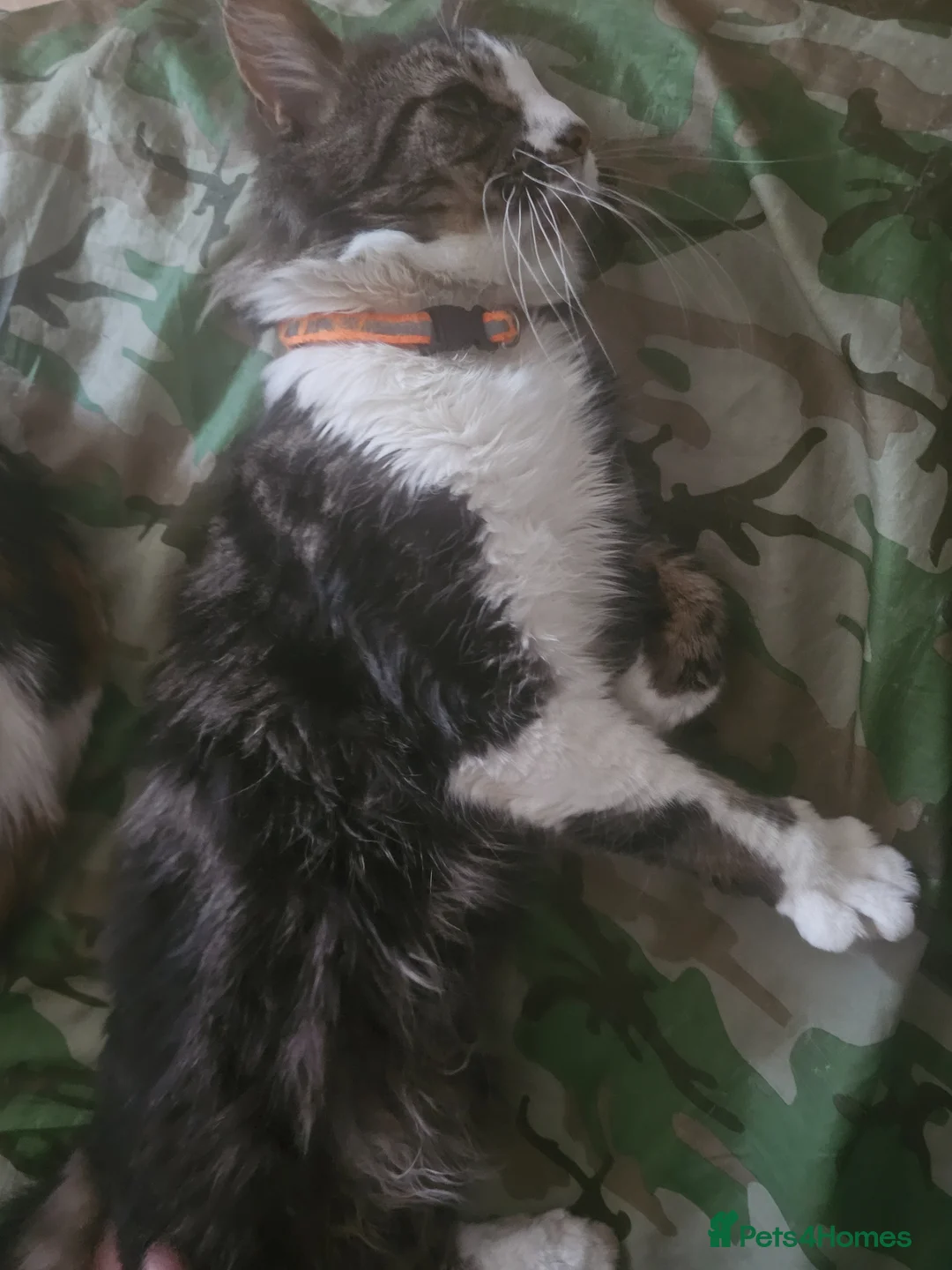 Mixed Breed cats for sale: Fluffy male kitten ready to leave - Advert 5