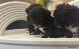 Maltipoo dogs for sale: Adorable Maltipoo Puppies - Image 5