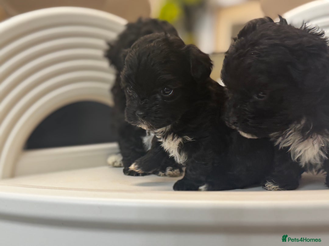 Maltipoo dogs for sale: Adorable Maltipoo Puppies - Image 5