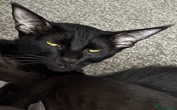 Oriental cats for sale: Oriental/siamese  - Image 17