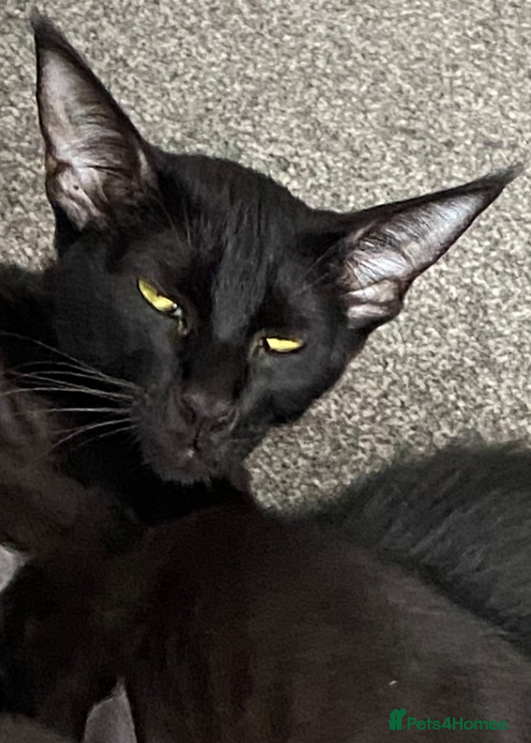 Oriental cats for sale: Oriental/siamese  - Image 17
