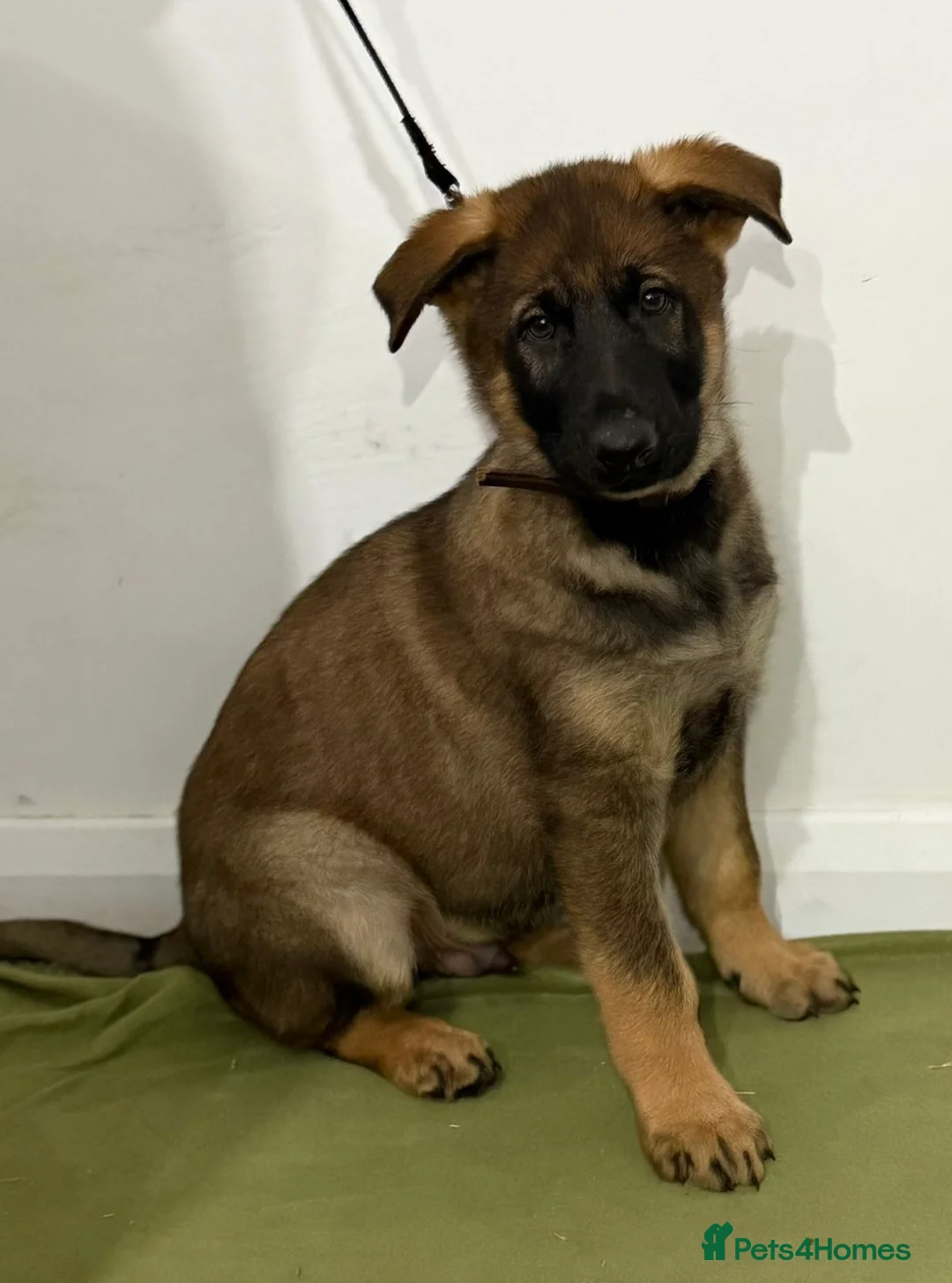 German Shepherd dogs for sale: DDR Working Line GSD Puppies Rare Working Lines - Advert 40