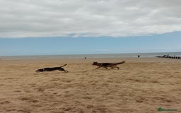 German Shepherd dogs for sale: German shepherd for good home - Image 6