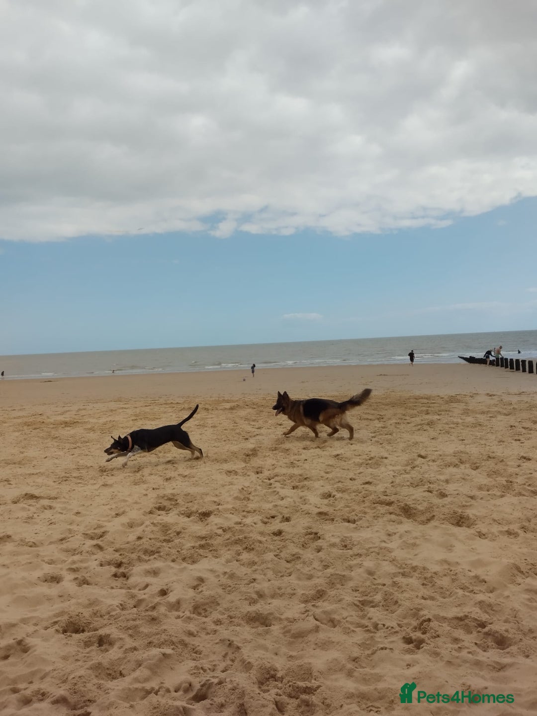 German Shepherd dogs for sale: German shepherd for good home - Image 6