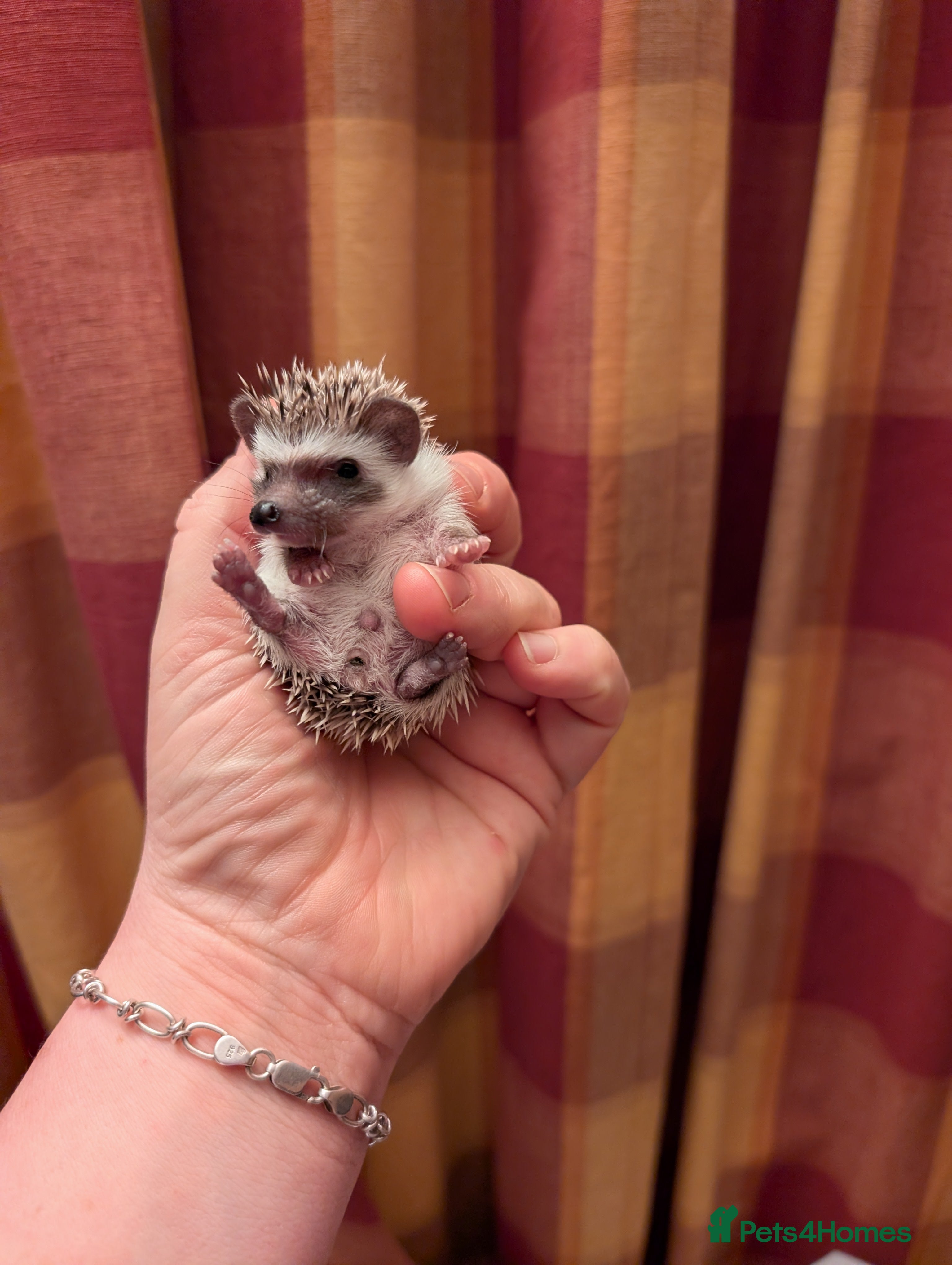 Pygmy Hedgehog rodents My boy from first litter and Little girls - Advert 12