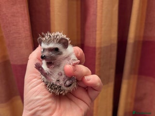 Pygmy Hedgehog rodents My boy from first litter and Little girls - Advert 12