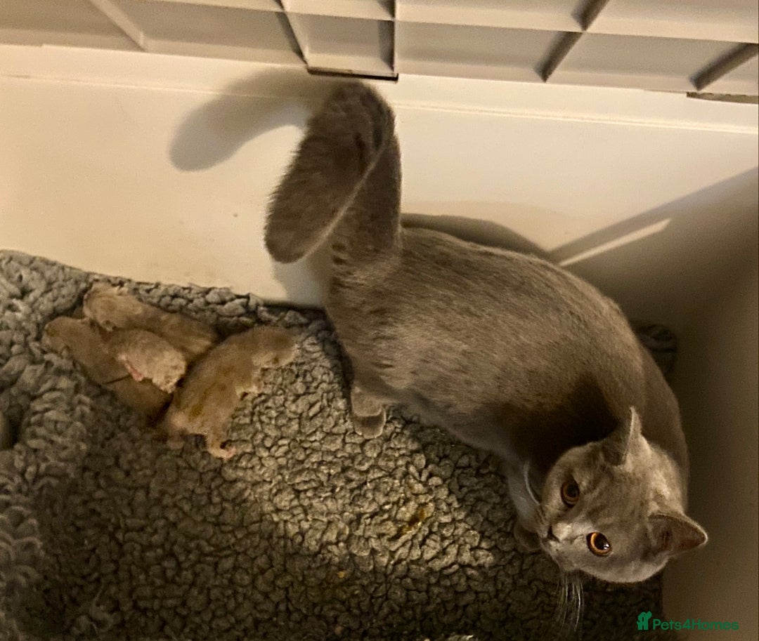 British Shorthair cats for sale: HEALTH TESTED LILAC BRITISH LONGHAIR SHORTHAIR - Image 2