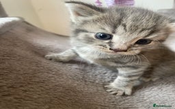 Egyptian Mau cats for sale: Egyptian mau kittens  - Image 14