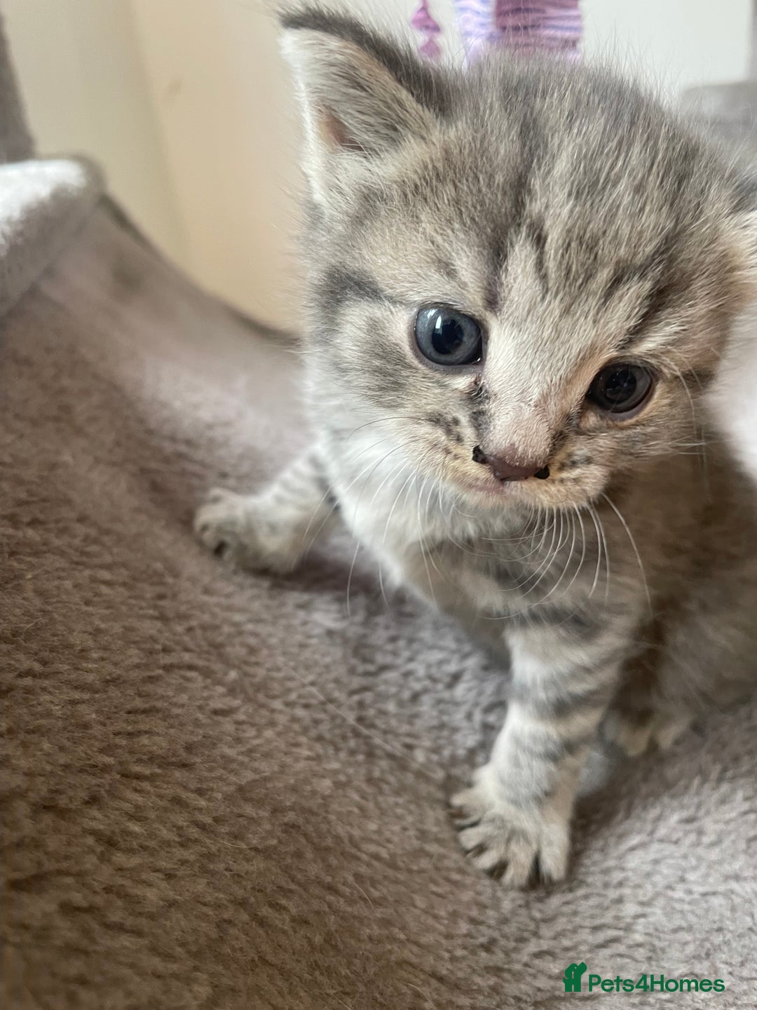 Egyptian Mau cats for sale: Egyptian mau kittens  - Image 14