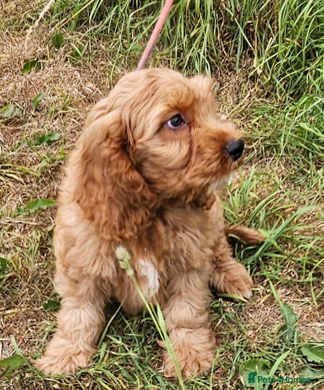Mixed Breed dogs Beautiful cockapoo x cavalier puppies for sale  - Advert 6