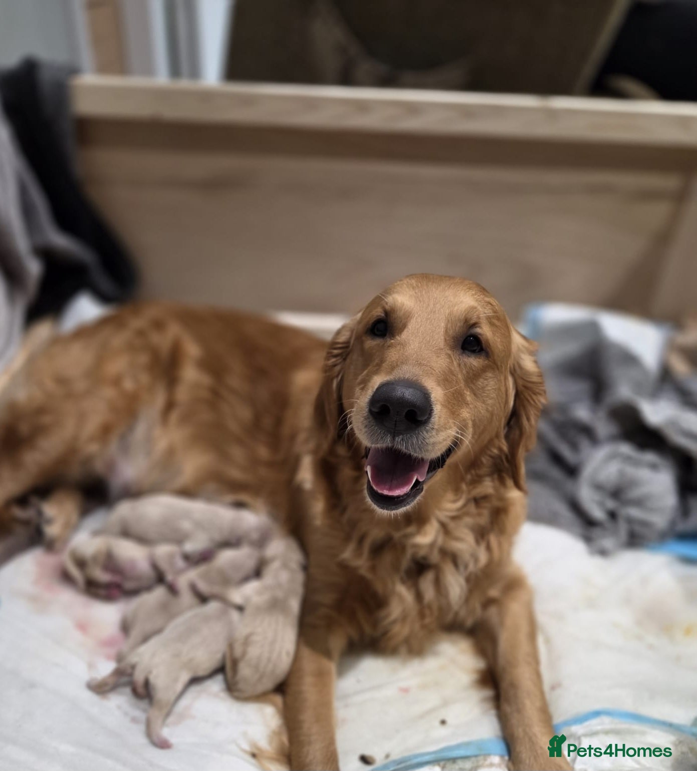 Golden Retriever dogs Golden retriever puppies  - Advert 18