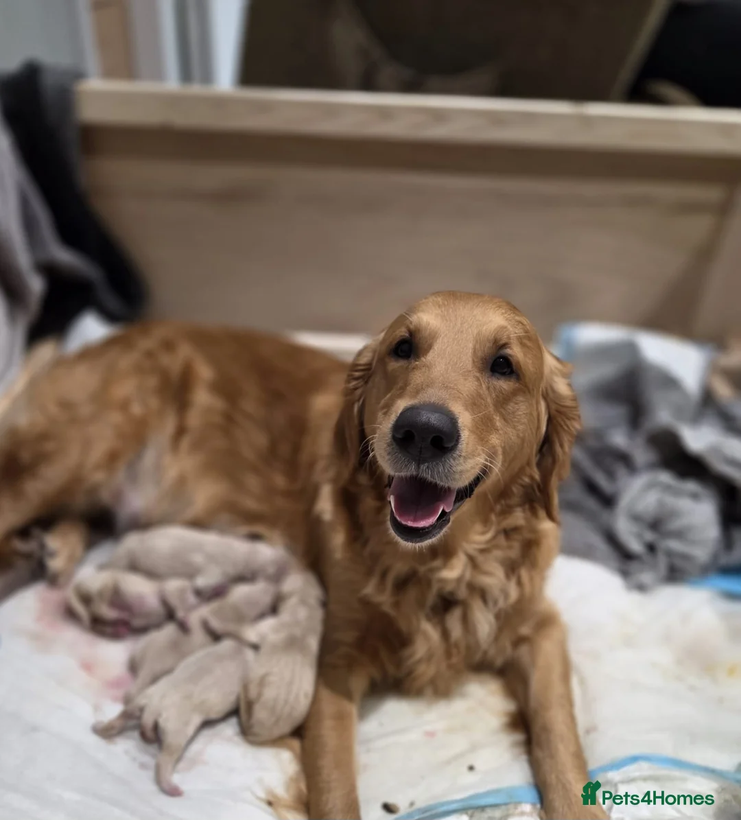 Golden Retriever dogs for sale: Golden retriever puppies  - Advert 1