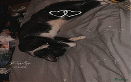 Domestic Shorthair cats for sale: Male cat for sale - Image 3