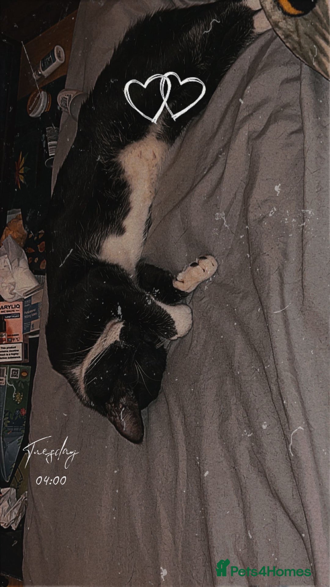 Domestic Shorthair cats for sale: Male cat for sale - Image 3