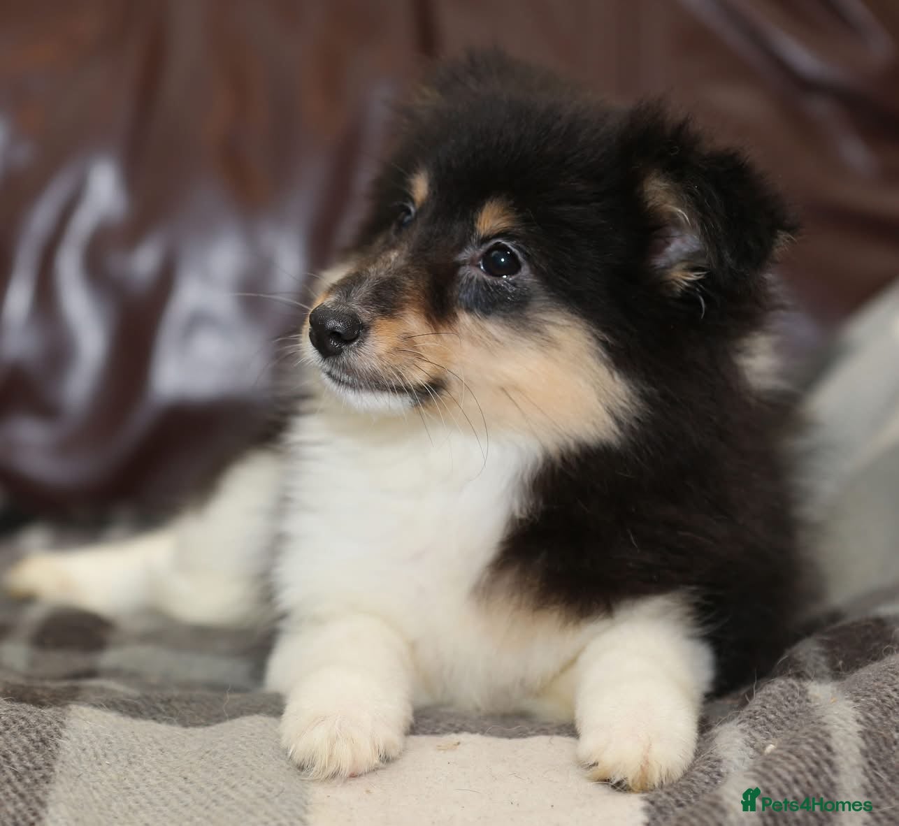 Shetland Sheepdog dogs Stunning Champions lines Tri Colour Girl - Advert 1