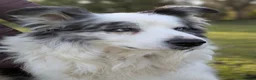 Border Collie dogs for stud: Beautiful Blue Merle looking to Stud him.   - Advert 6