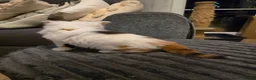 Mixed Breed cats for sale: White ginger and bronze fluffy girl - Advert 17