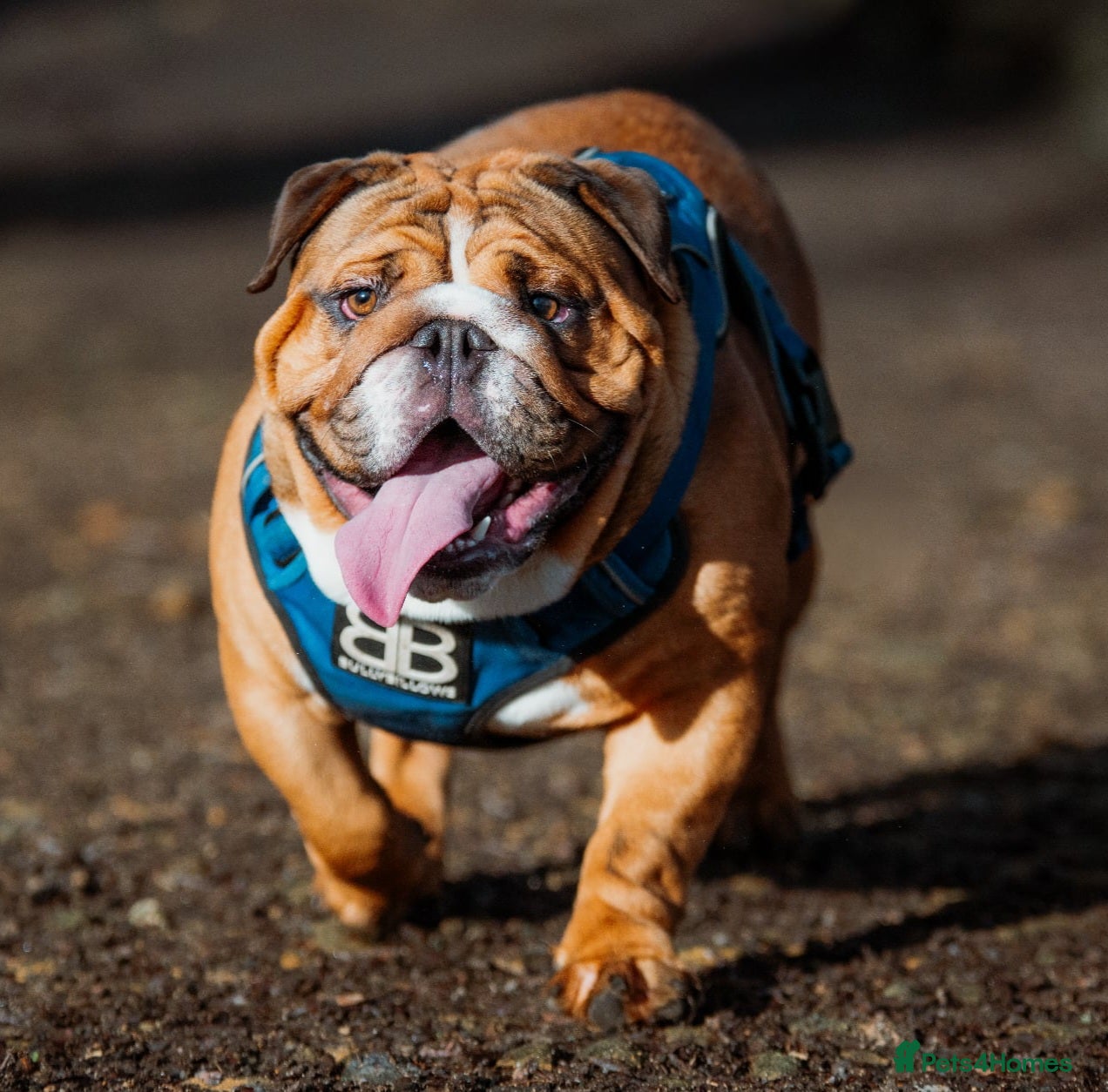 English Bulldog dogs Biscuit kc registered for stud - Advert 5