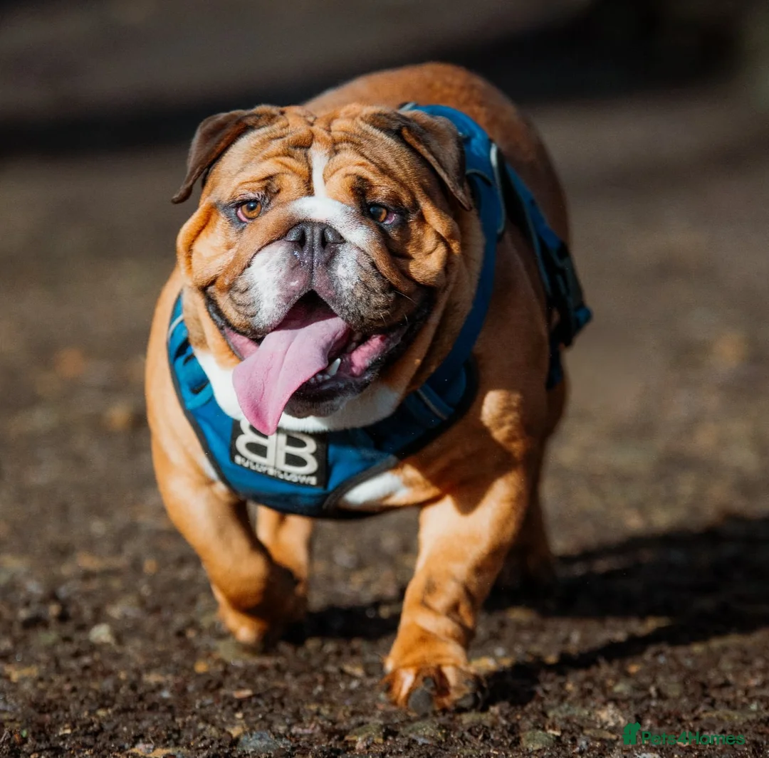 English Bulldog dogs for stud: Biscuit kc registered red and white for stud - Advert 1