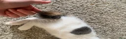 Mixed Breed cats for sale: Meet the Purr-fect Trio: Kurilian Bobtail Mixes - Advert 17