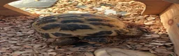 Tortoise reptiles for sale: Tortoise  in Mansfield - Advert 4