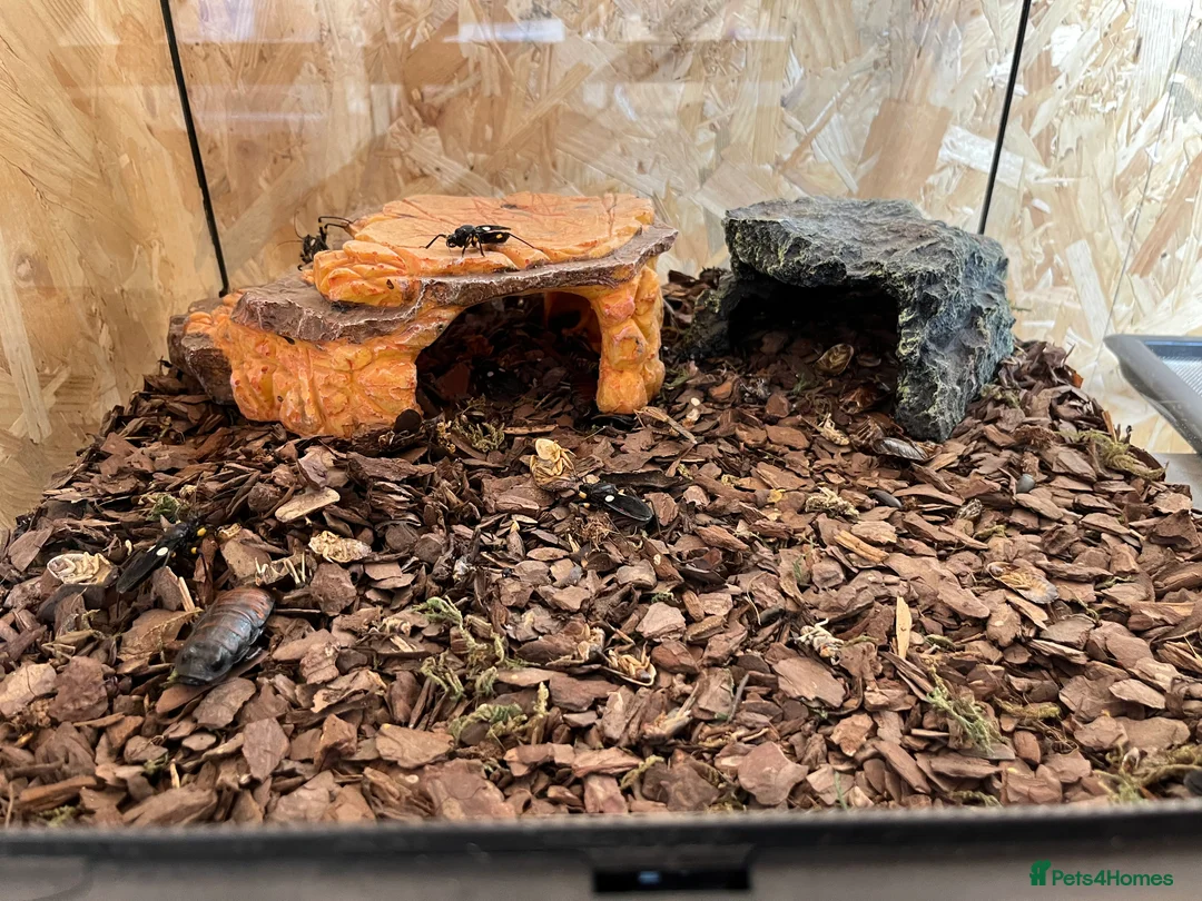 Mixed Breed invertebrates for sale: Assassin Bugs in vivarium - Advert 2