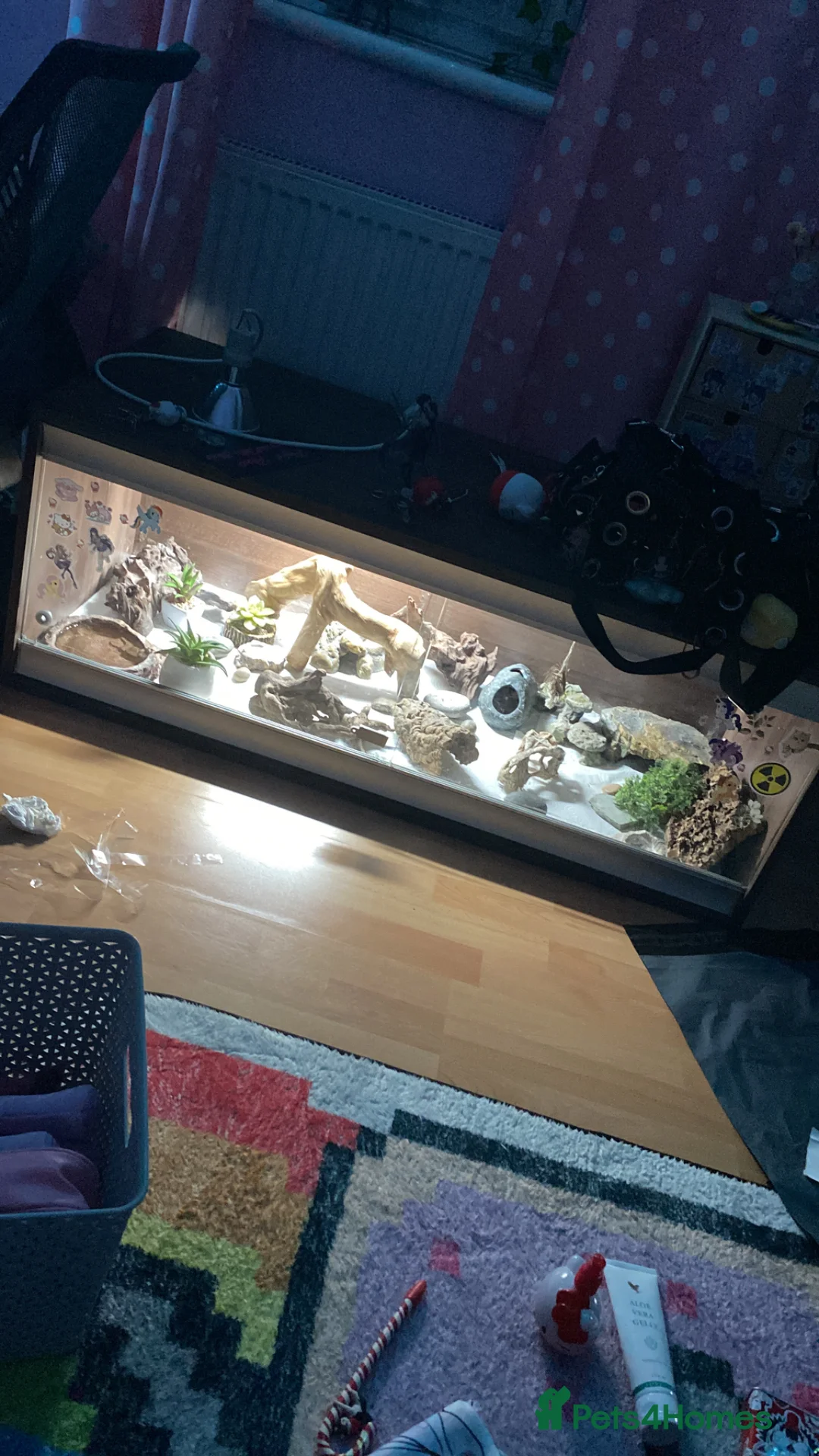 Leopard Gecko reptiles for sale: Leopard gecko - Advert 2