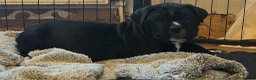 Cane Corso dogs for sale: Merle and brindle cane corso - Advert 22