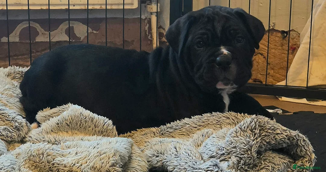 Cane Corso dogs for sale: Merle and brindle cane corso - Advert 22