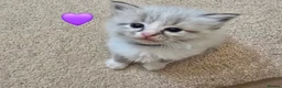 Ragdoll cats for sale: Beautiful Ragdoll kittens in Knottingley - Advert 4
