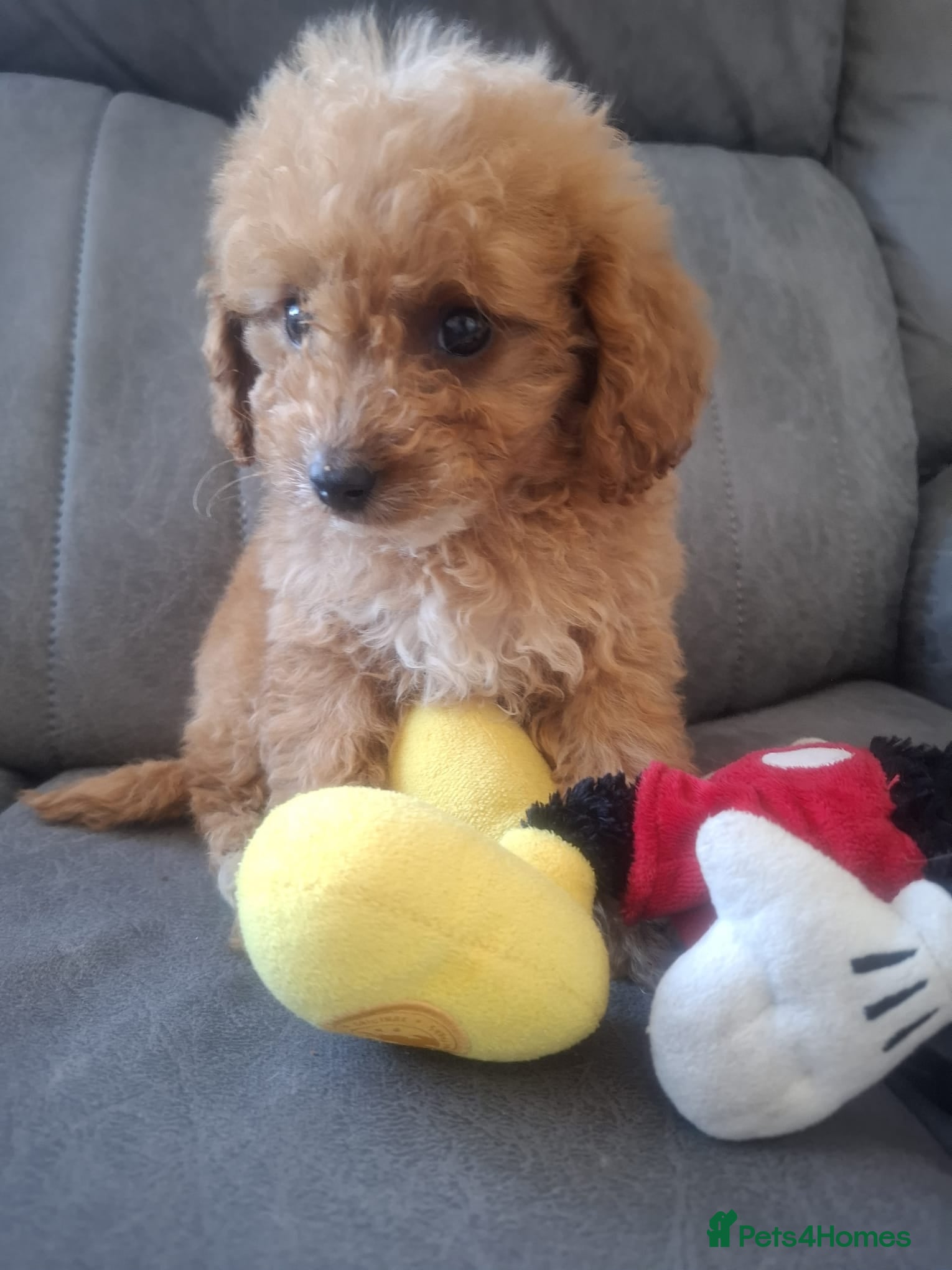 Cavapoo dogs Toy cavapoos heath checked 100 percent perfect - Advert 2