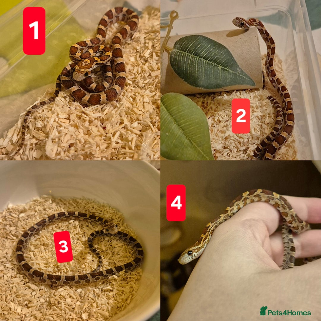 Corn Snake reptiles for sale: Palmetto and wildtype corn snakes available - Advert 3